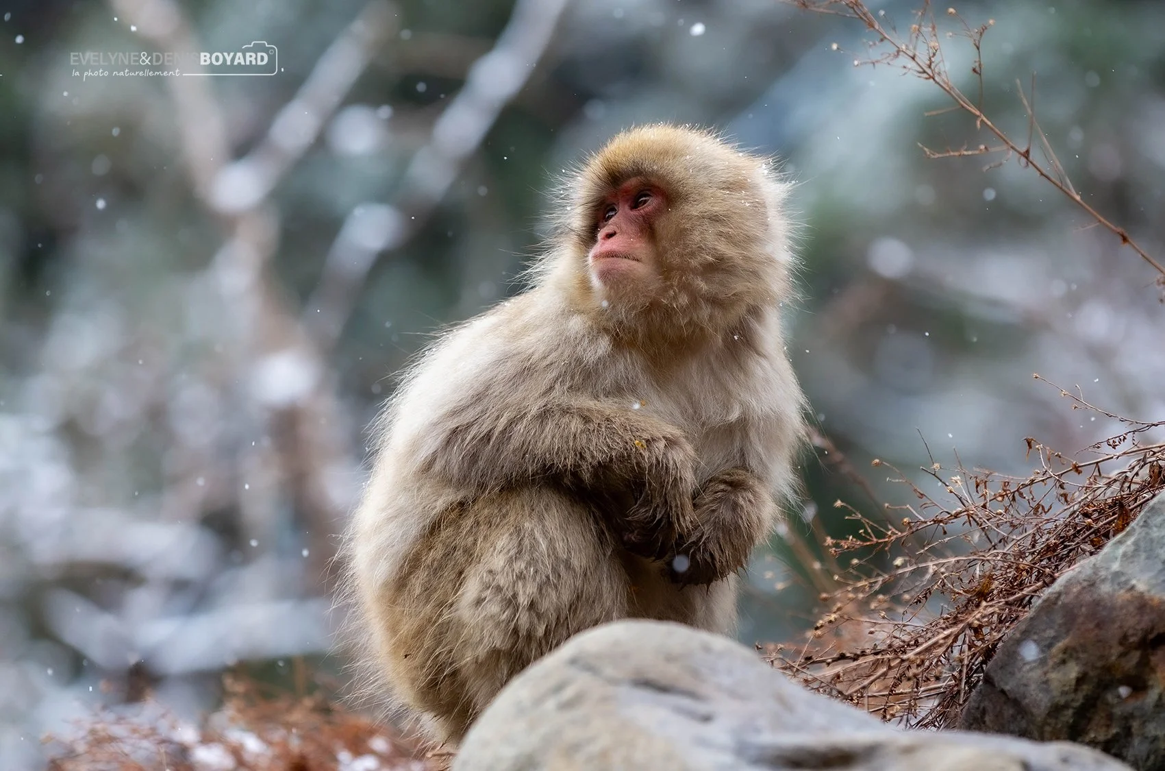Jeune macaque des neiges.