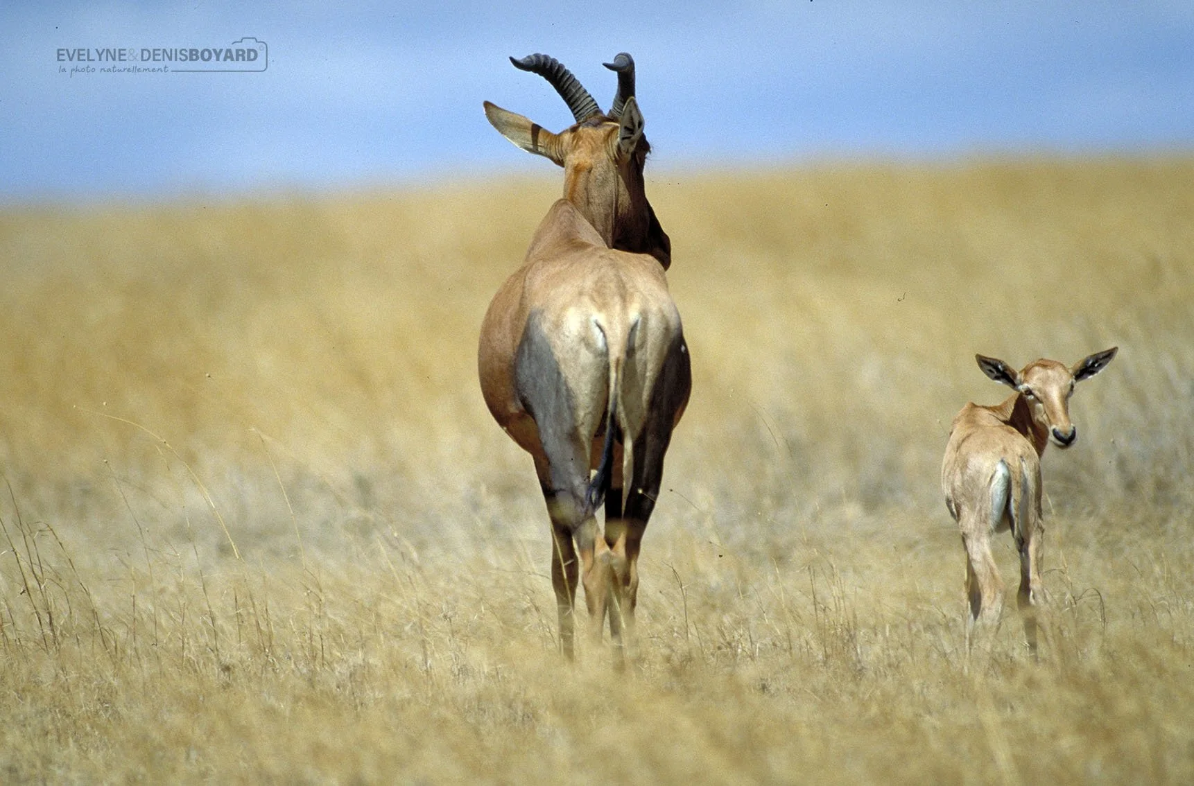 Antilope Topi et son jeune.