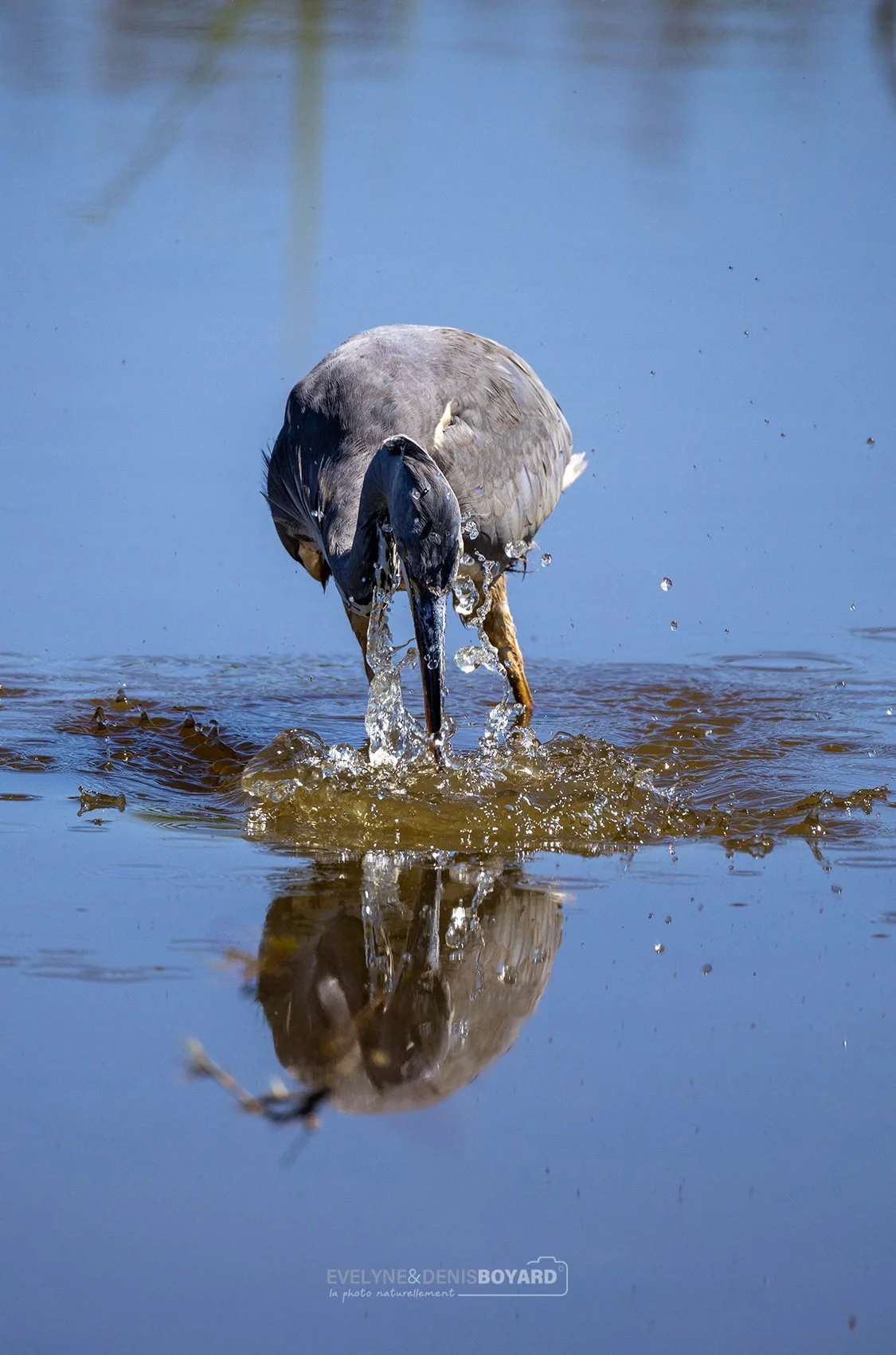 La pêche d'un héron cendré.