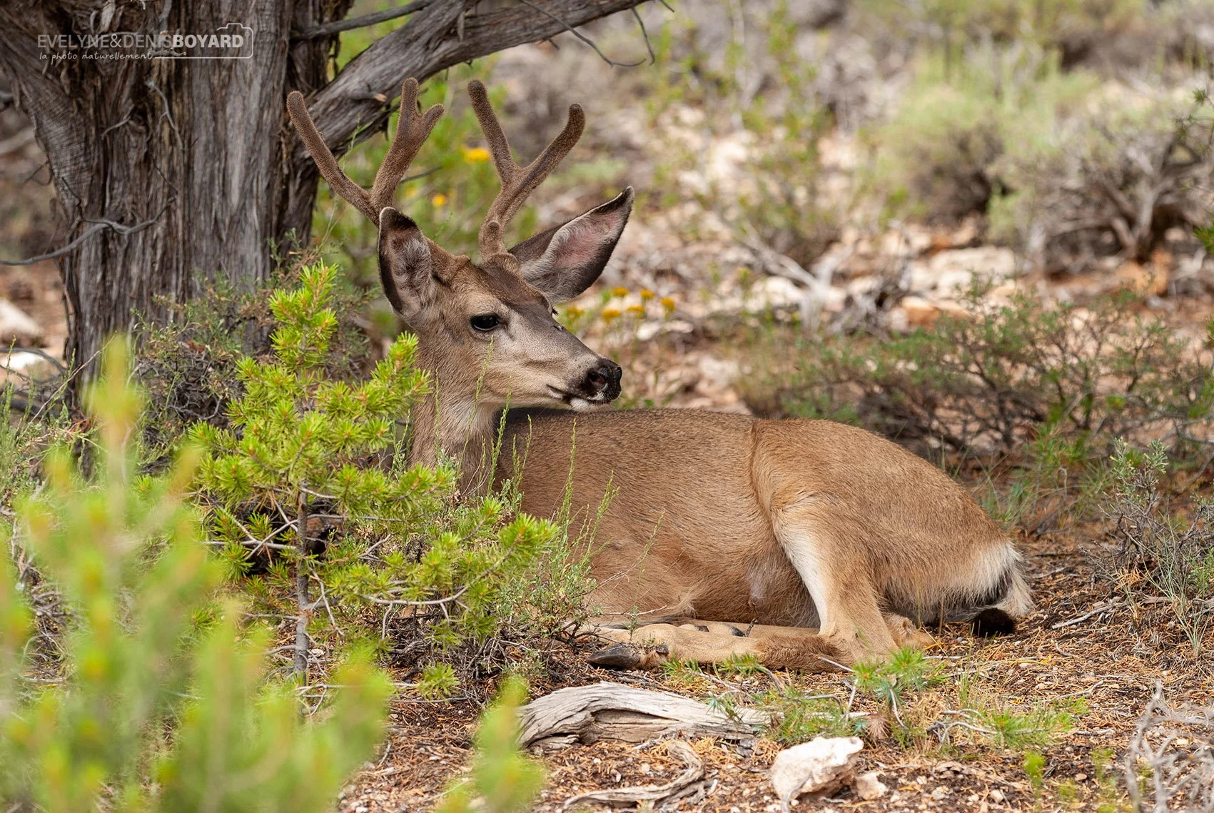 Repos du Cerf mulet dans le parc national du Grand Canyon.