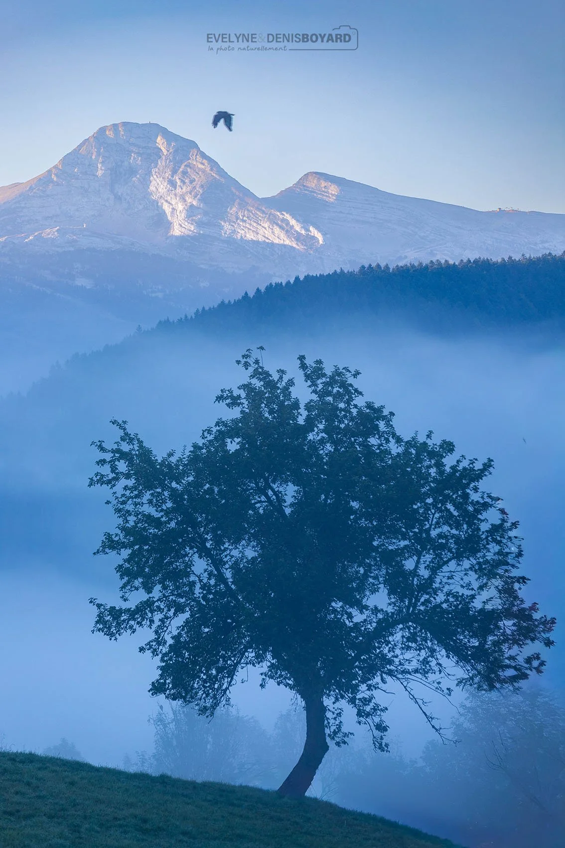 Heure bleue sur un arbre solitaire dans le massif du Vercors (Isère)