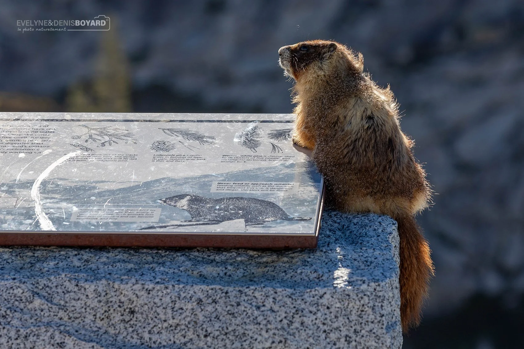 Marmotte à ventre jaune dans le parc de Yosemite (Californie)