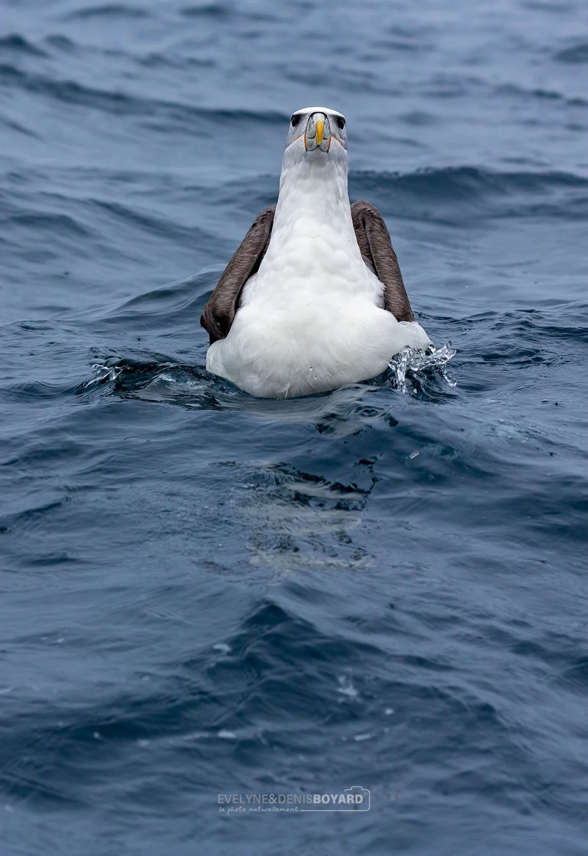 Albatros à cape blanche.