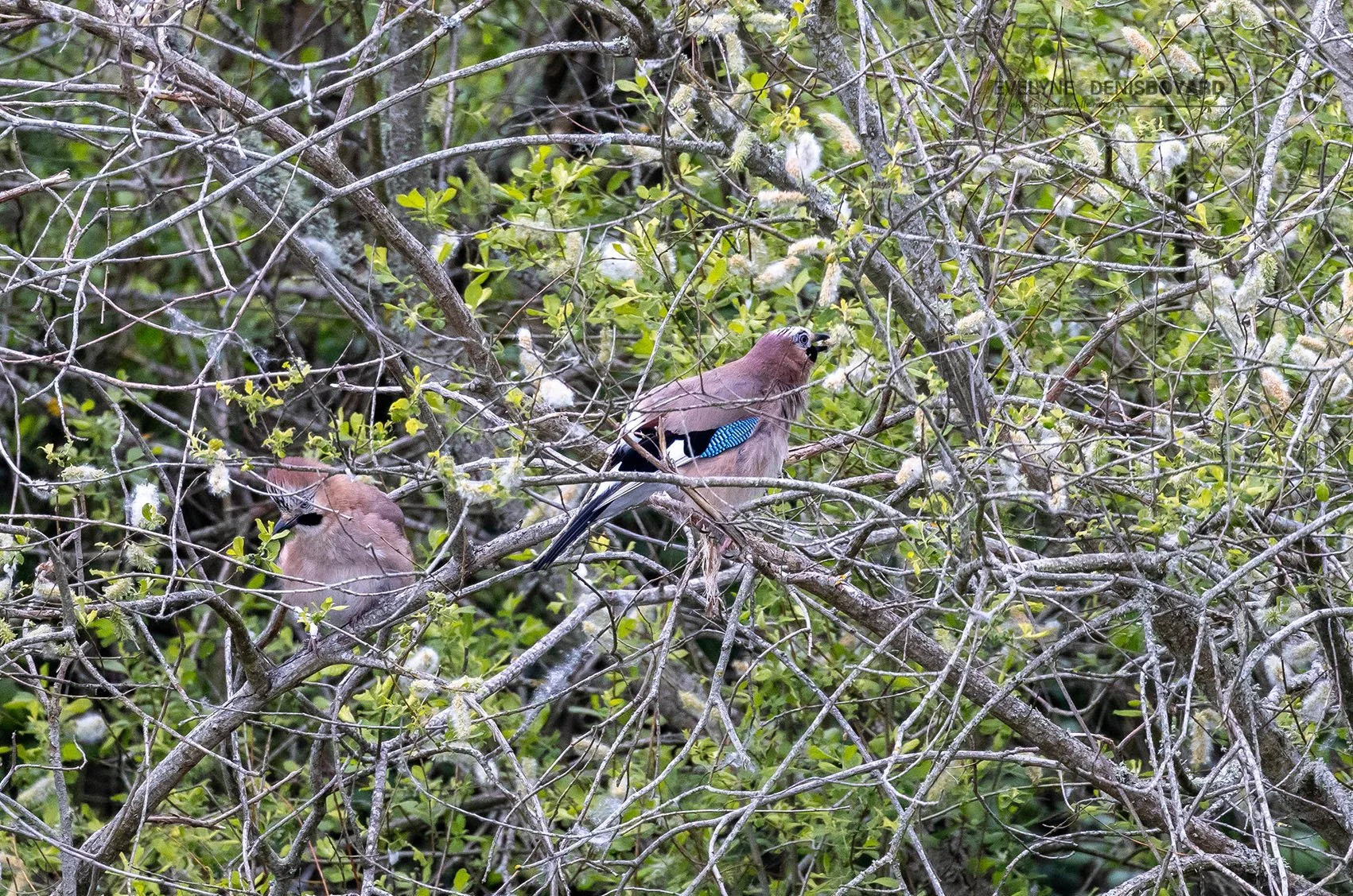Couple de geais des chênes.