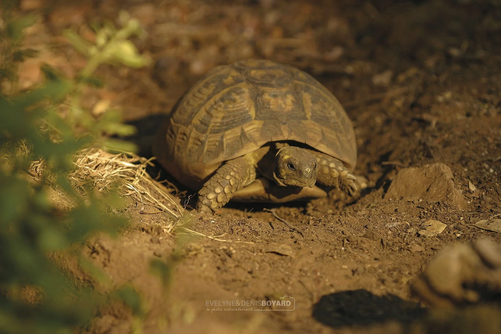 Tortue terrestre d'Hermann.