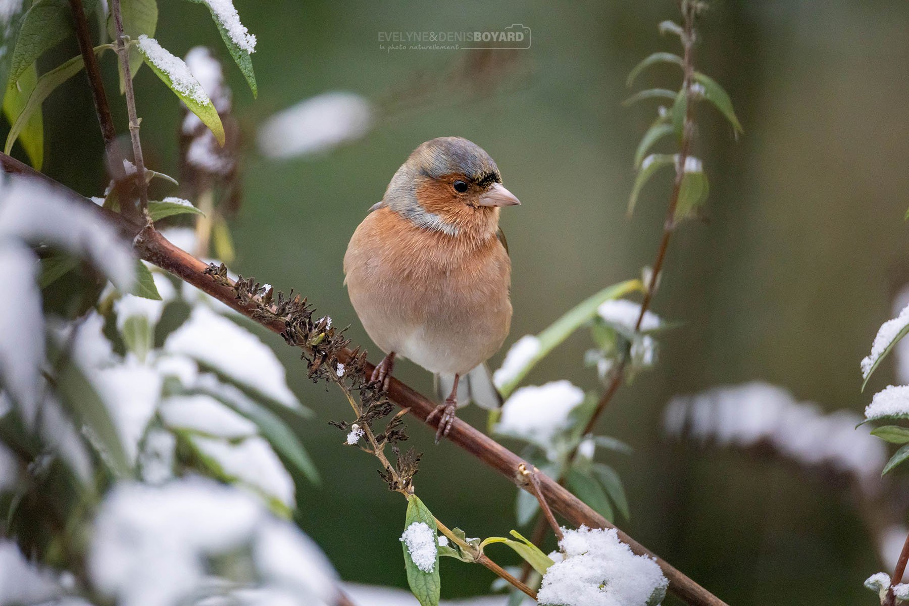 Pinson des arbres (Vienne).