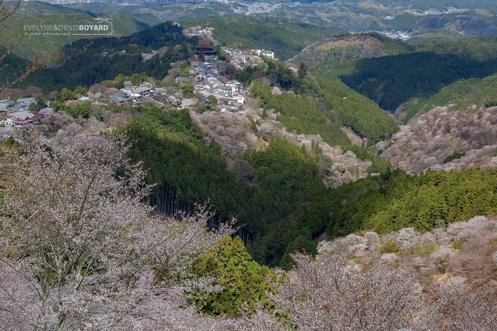 Au mont Yoshino, la montagne aux 30 000 cerisiers.