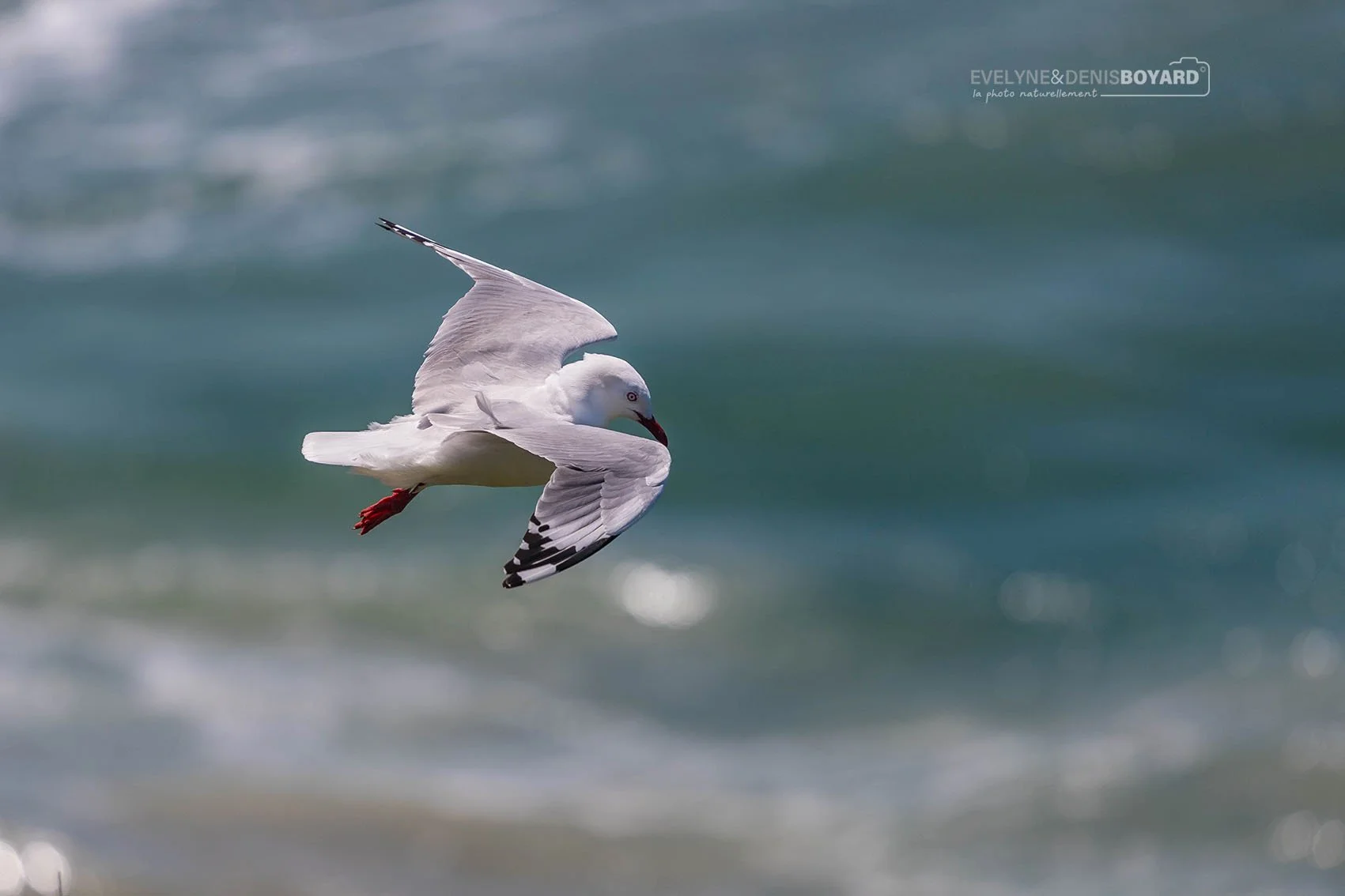 Vol stationnaire d'une mouette scopuline.