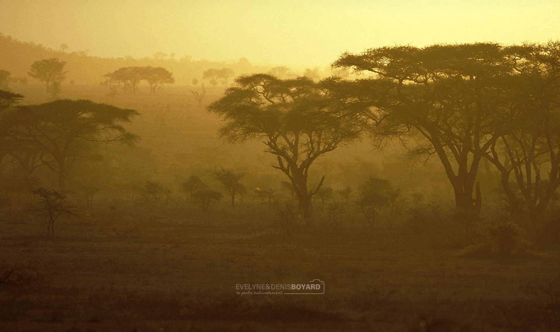 Coucher de soleil dans le Serengeti.