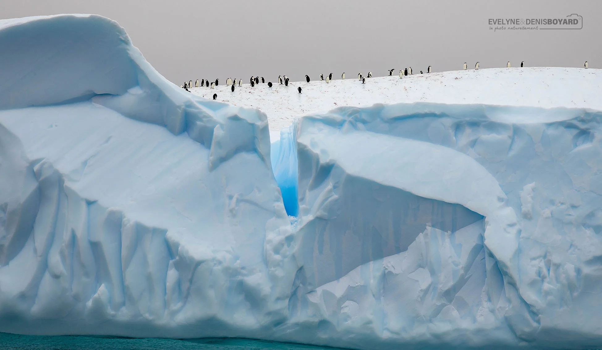 Petit groupe de manchots Adélie sur un iceberg de type tabulaire.