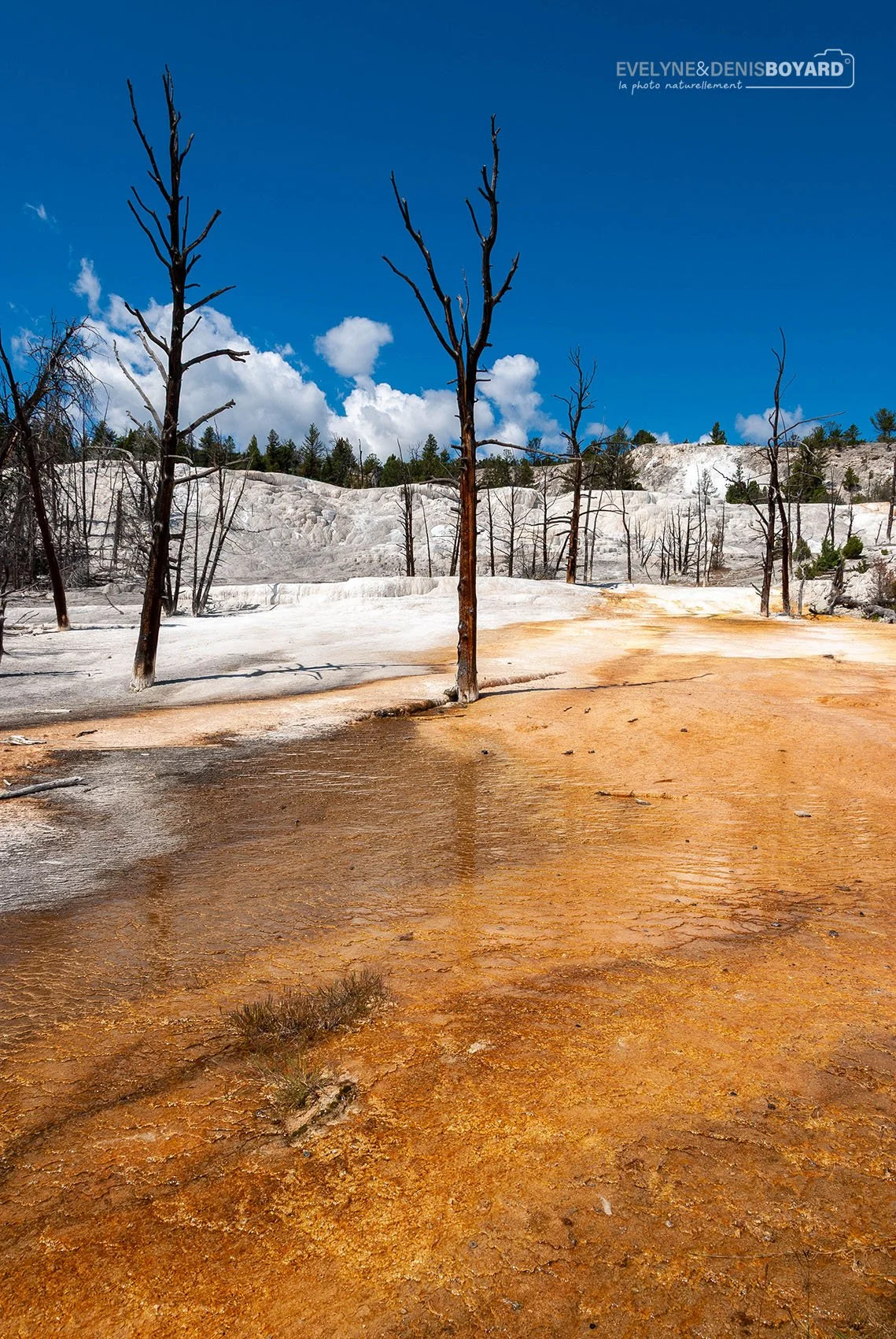Les terrasses de Mammoth Hot Springs, PN du Yellowstone (Wyoming).