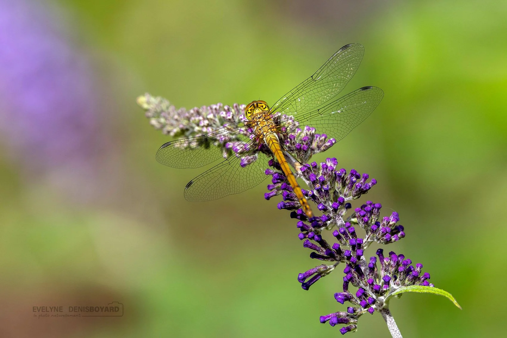 Sympètre vulgaire sur buddleia.