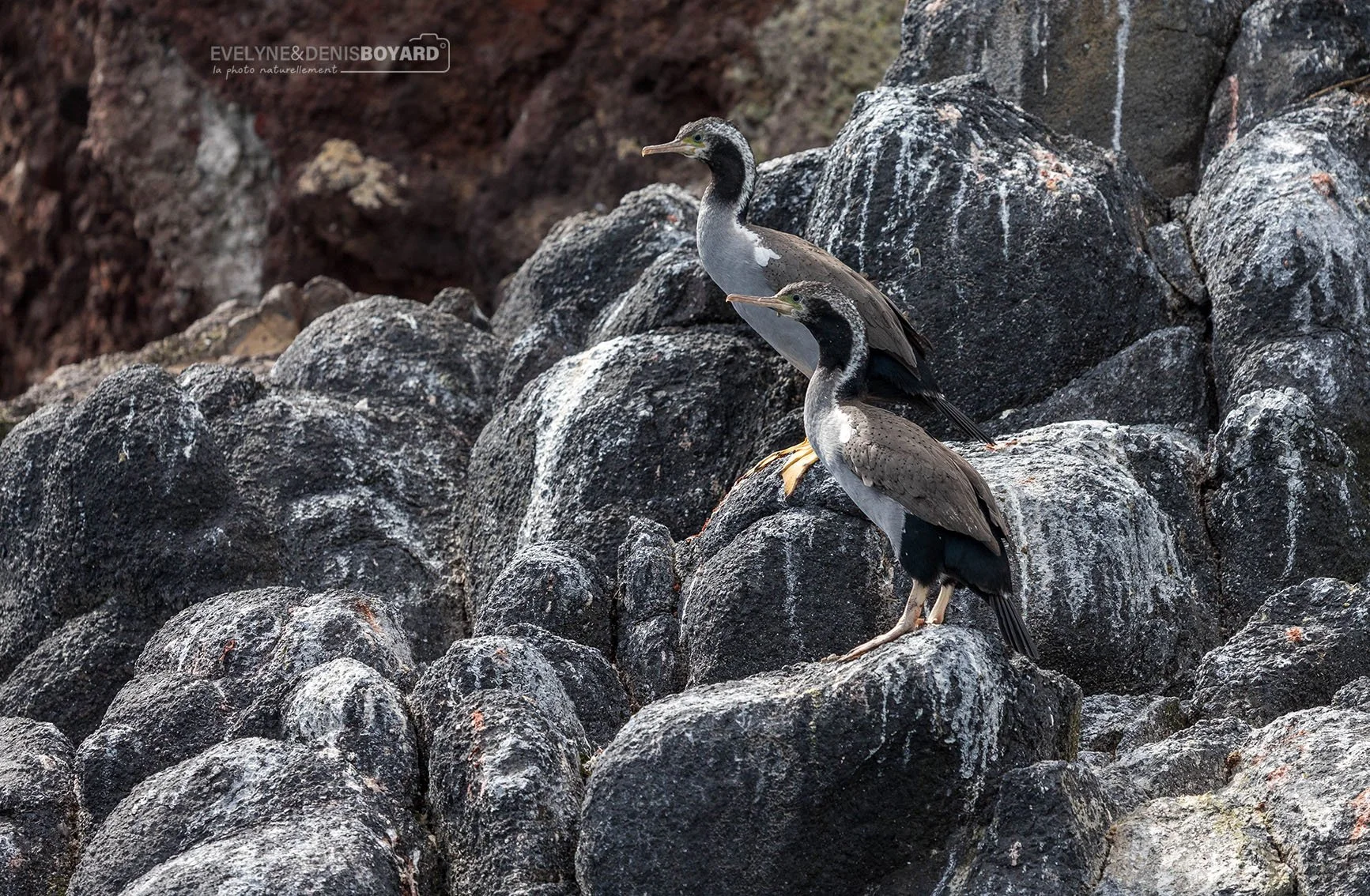 Cormorans mouchetés.