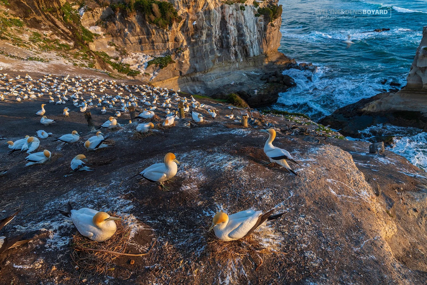 Colonie de fous australs à Muriwai beach.