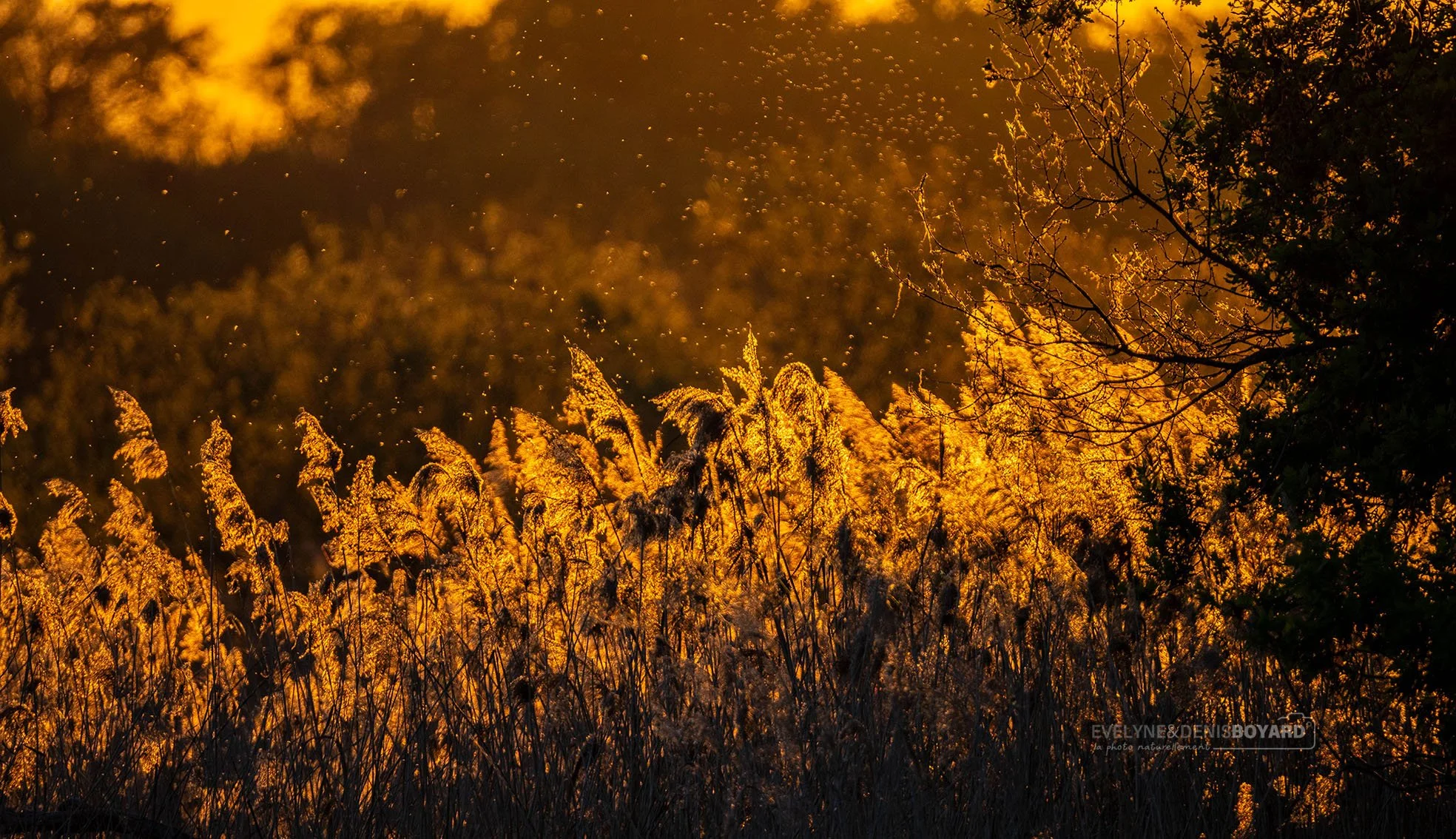 _G9A8430.jpg