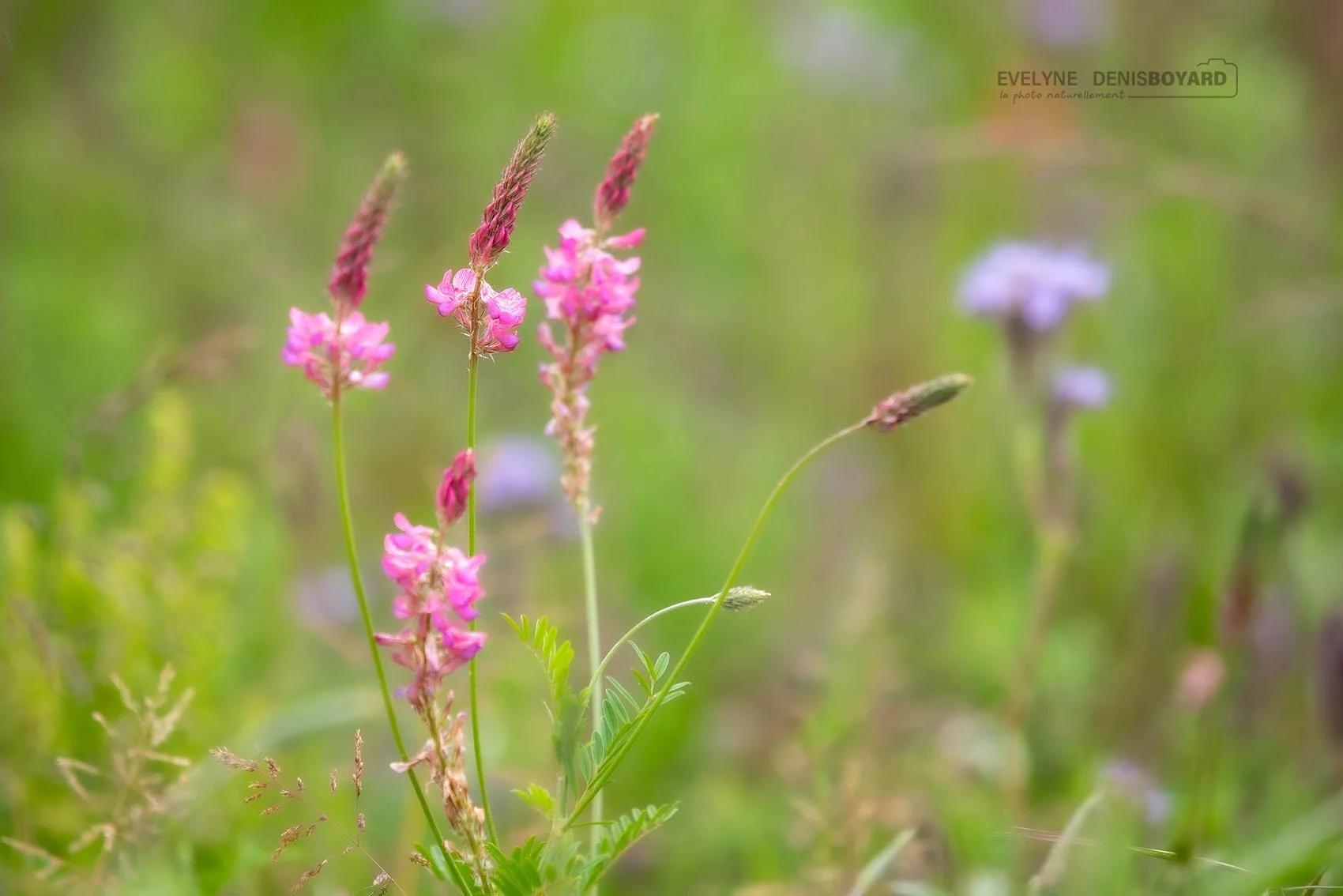 Fleurs de sainfoin.