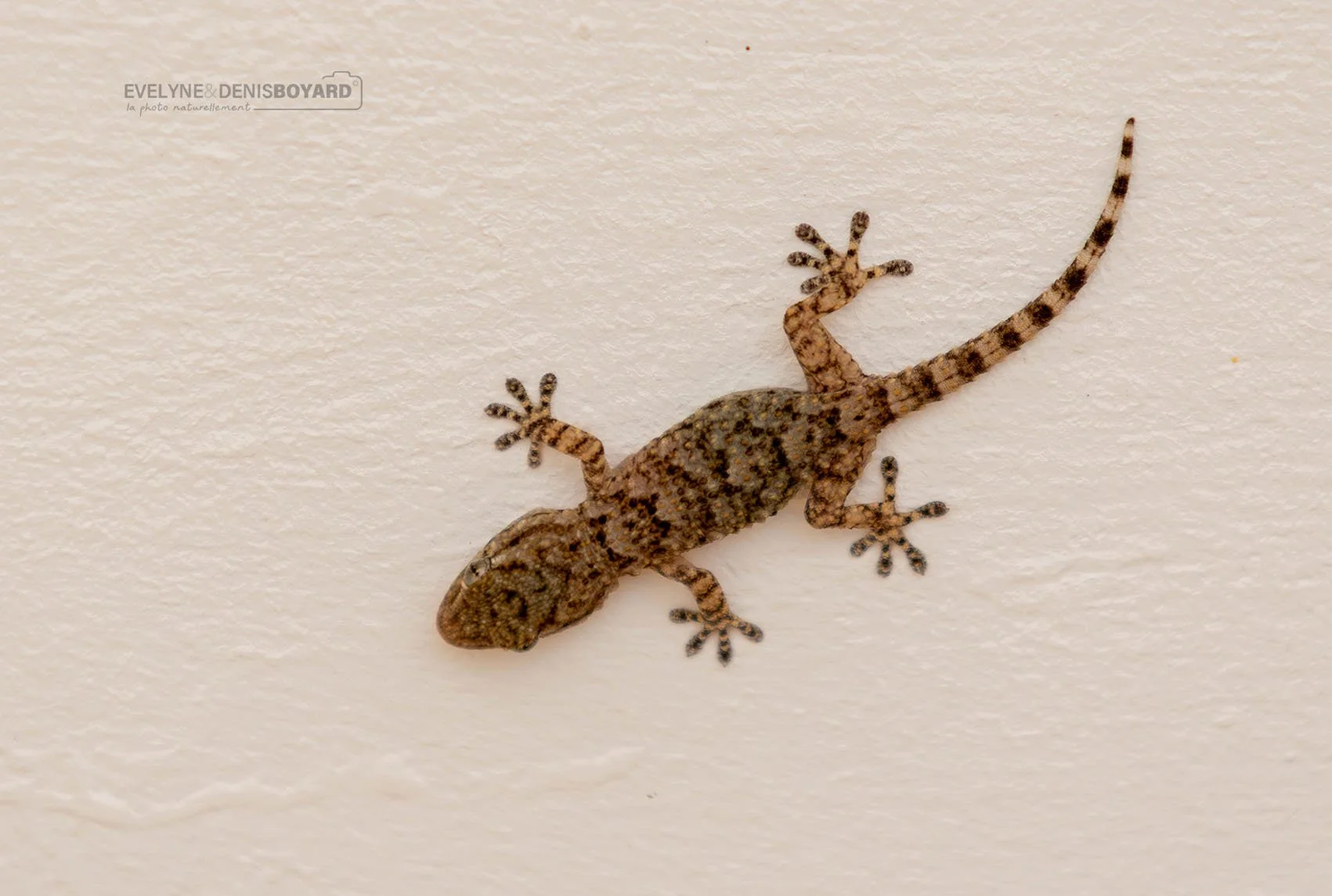 Gecko Tarente sur un mur en Corse.