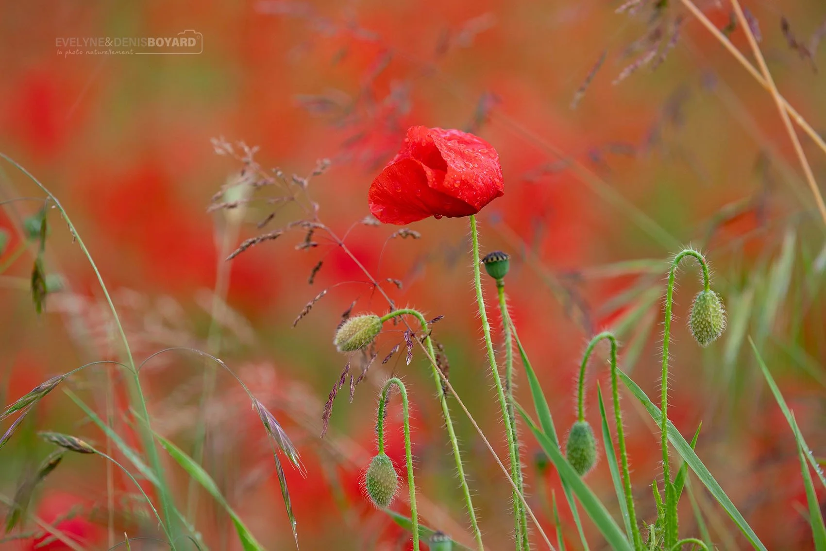 Coquelicots.