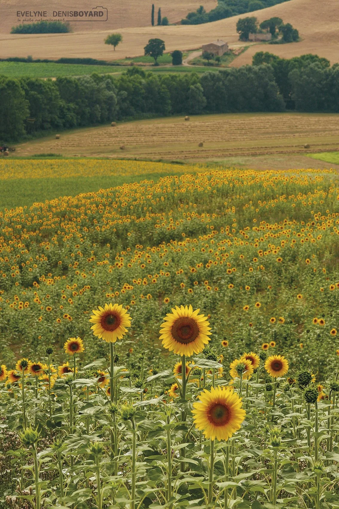 En été fleurissent les champs de tournesols, délimités par quelques haies ou cyprès (Toscane).