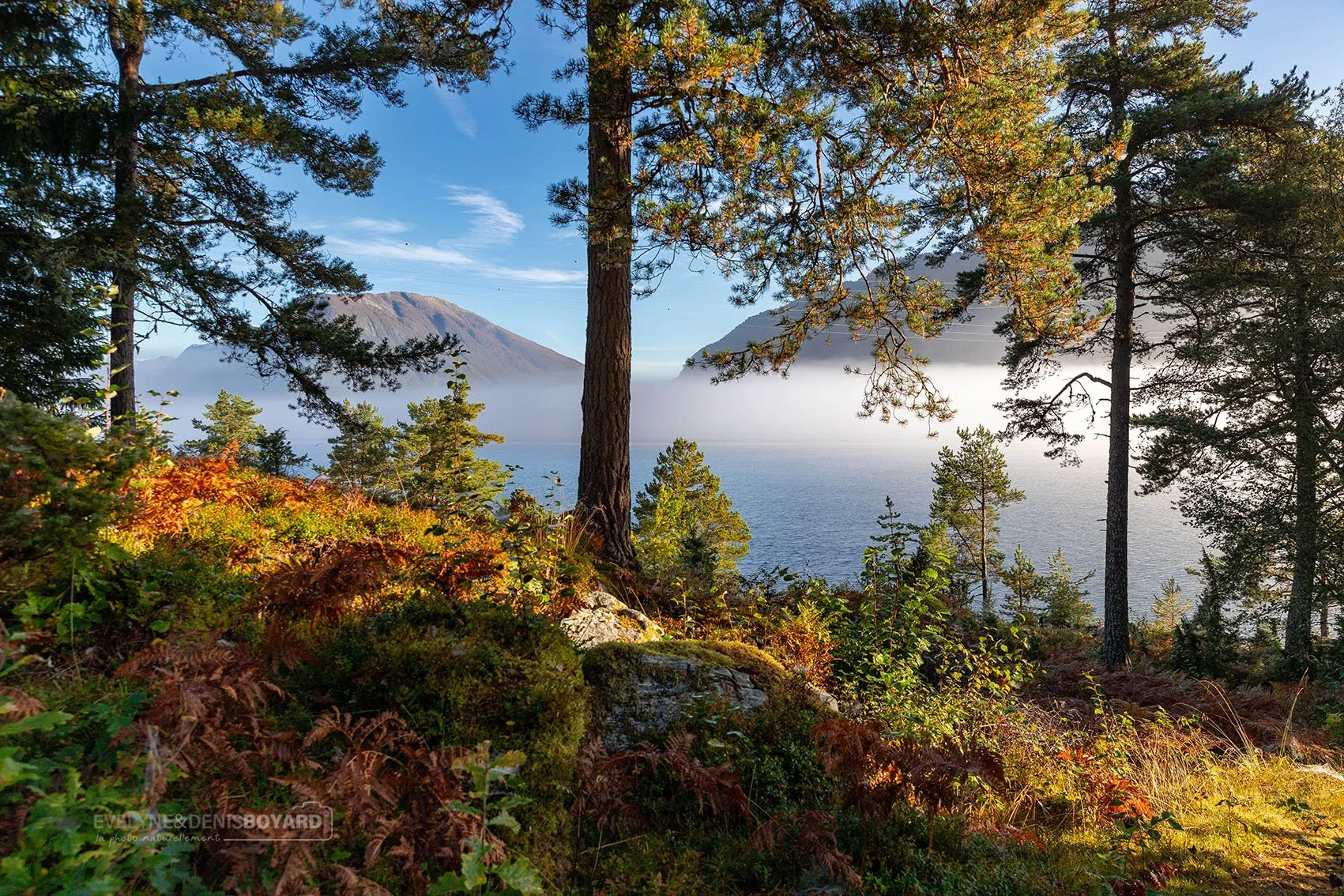 Forêt donnant sur le lac de Dragsvik, près de Balestrand.