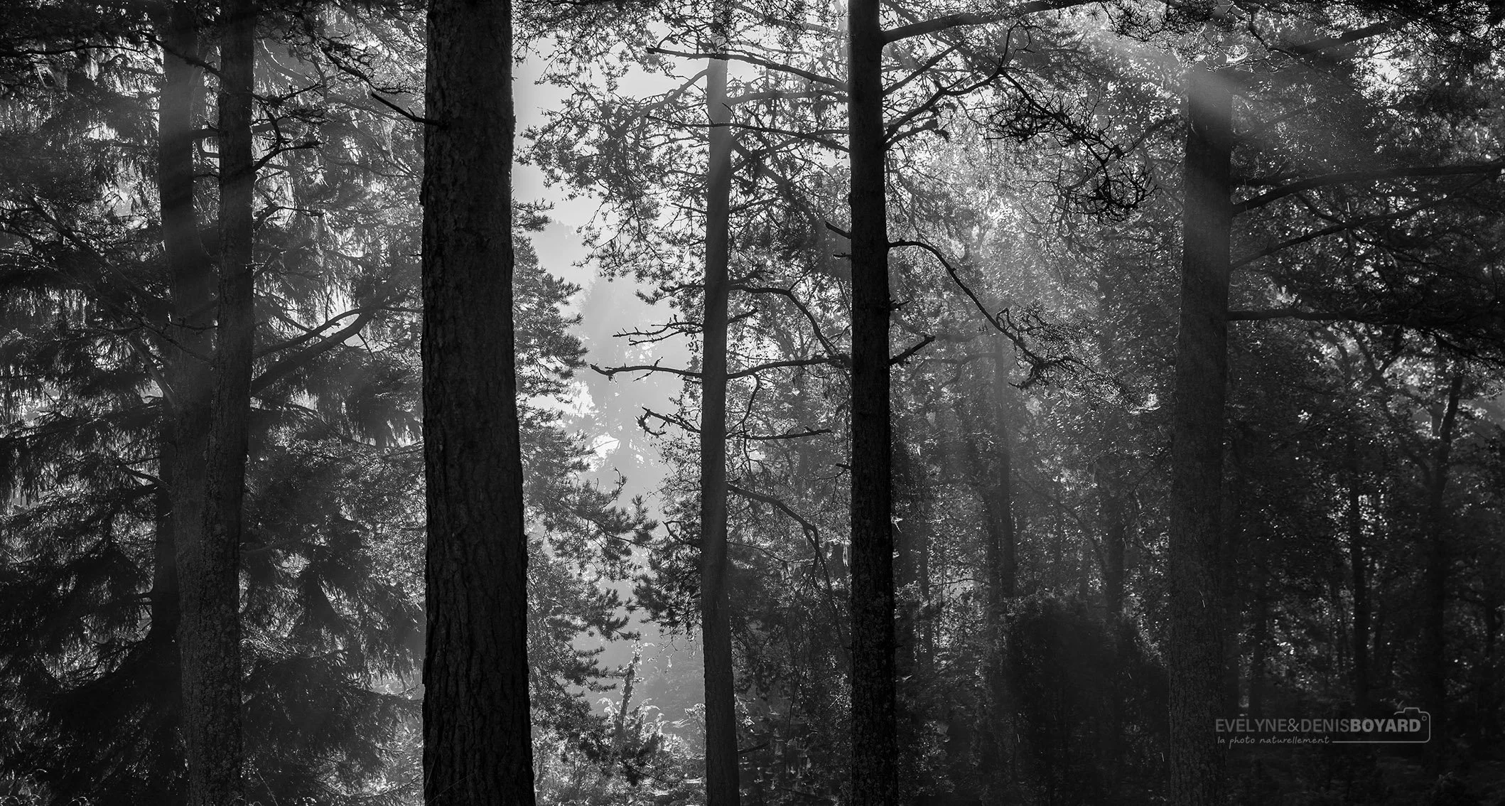 Forêt de brumes, près de Balestrand.