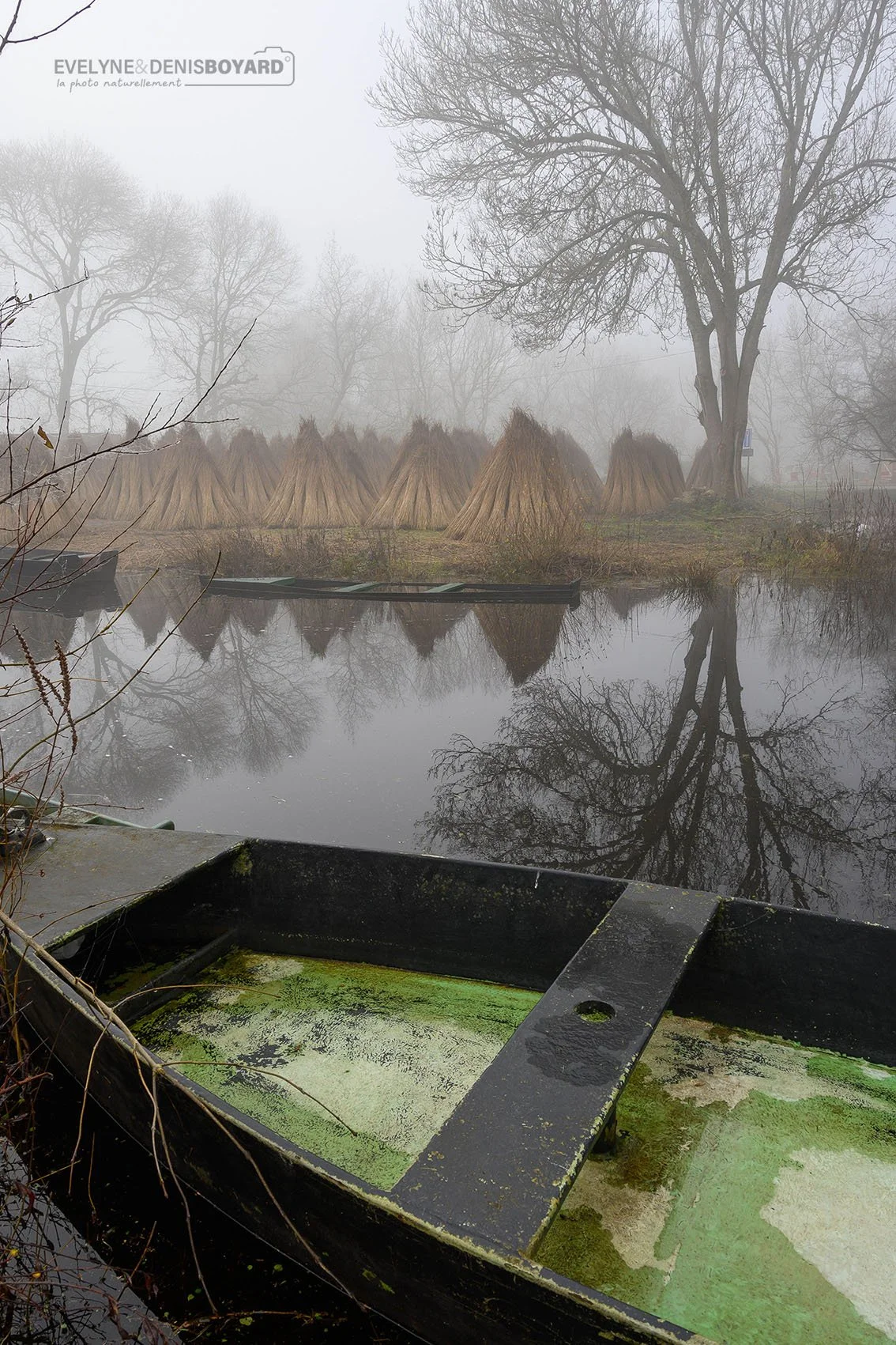 Brouillard dans les marais de Brière (Loire-Atlantique).