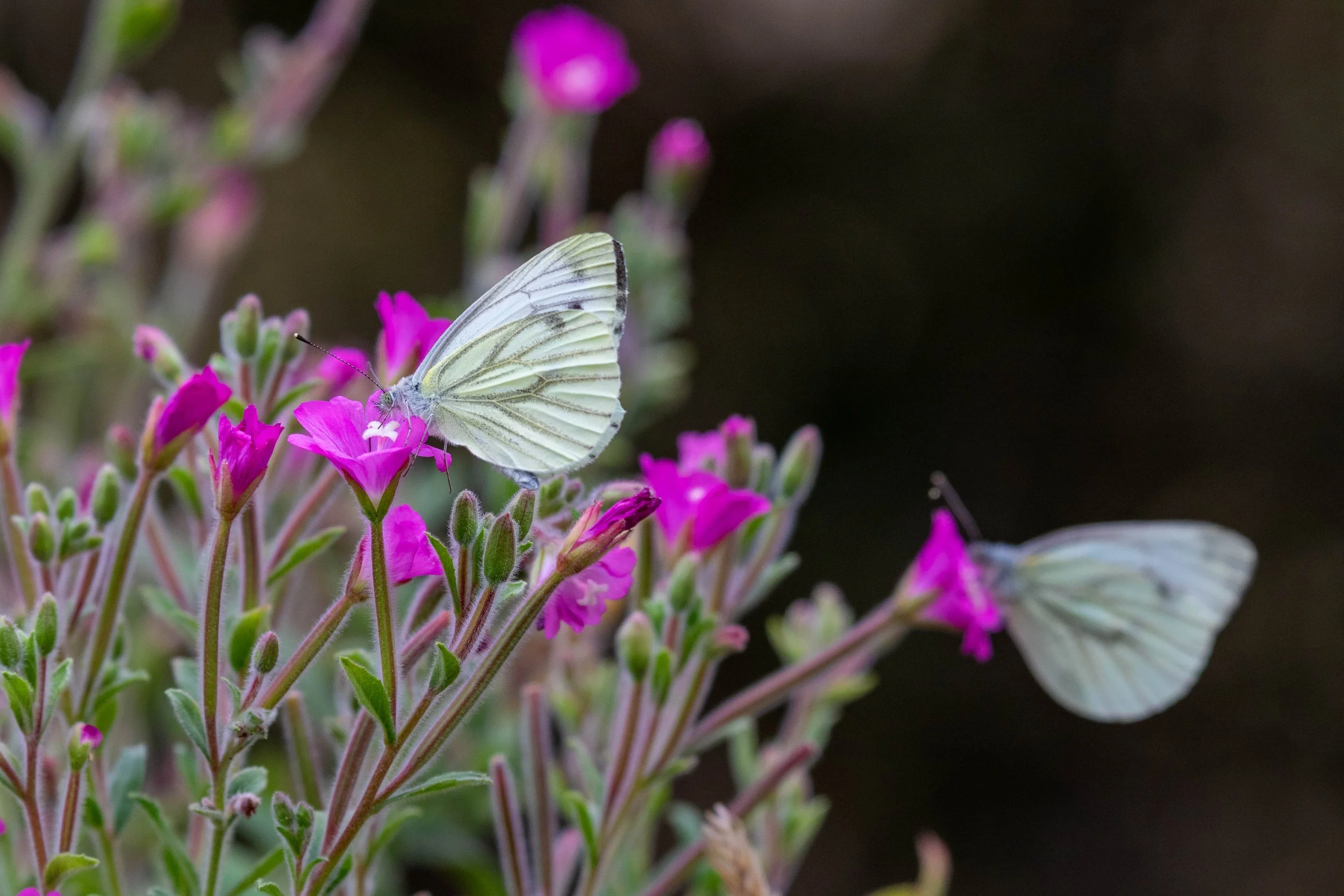 Piérides du navet sur épilobes à grandes fleurs.