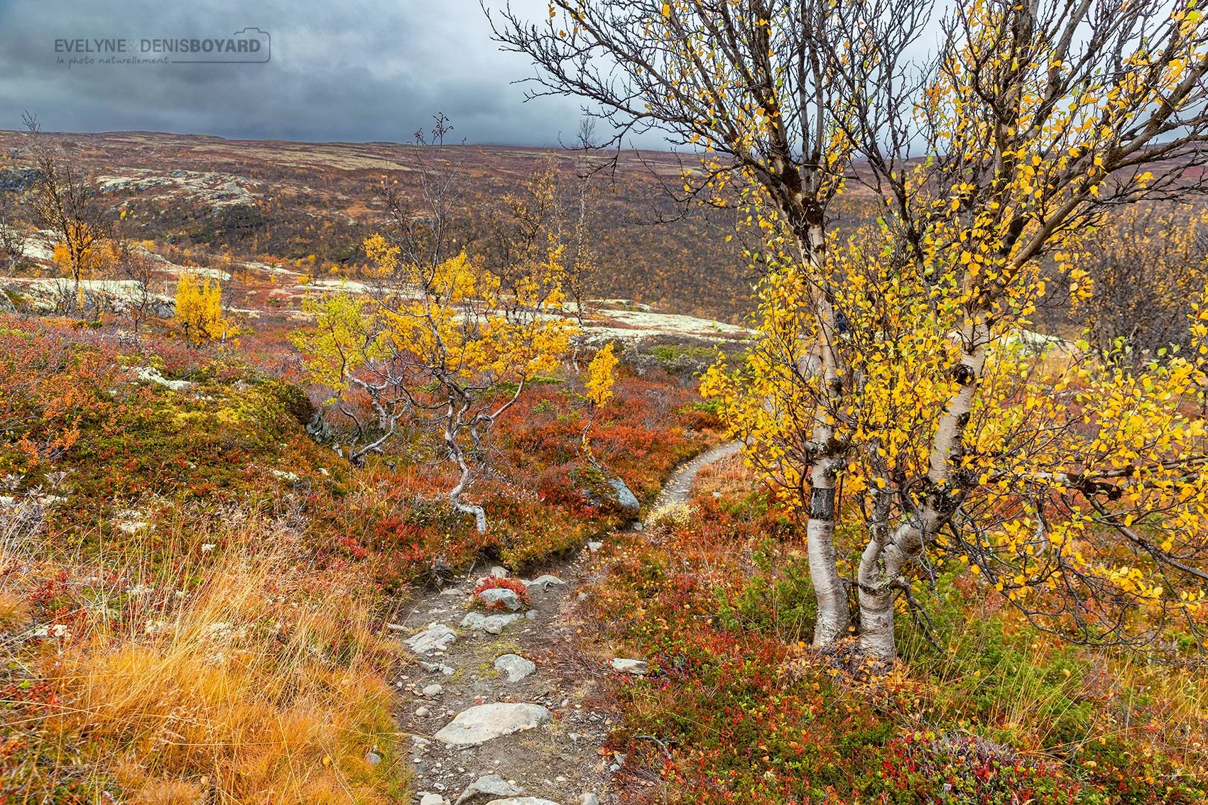 Automne dans le Parc national de Dovrefjell-Sunndalsfjella.
