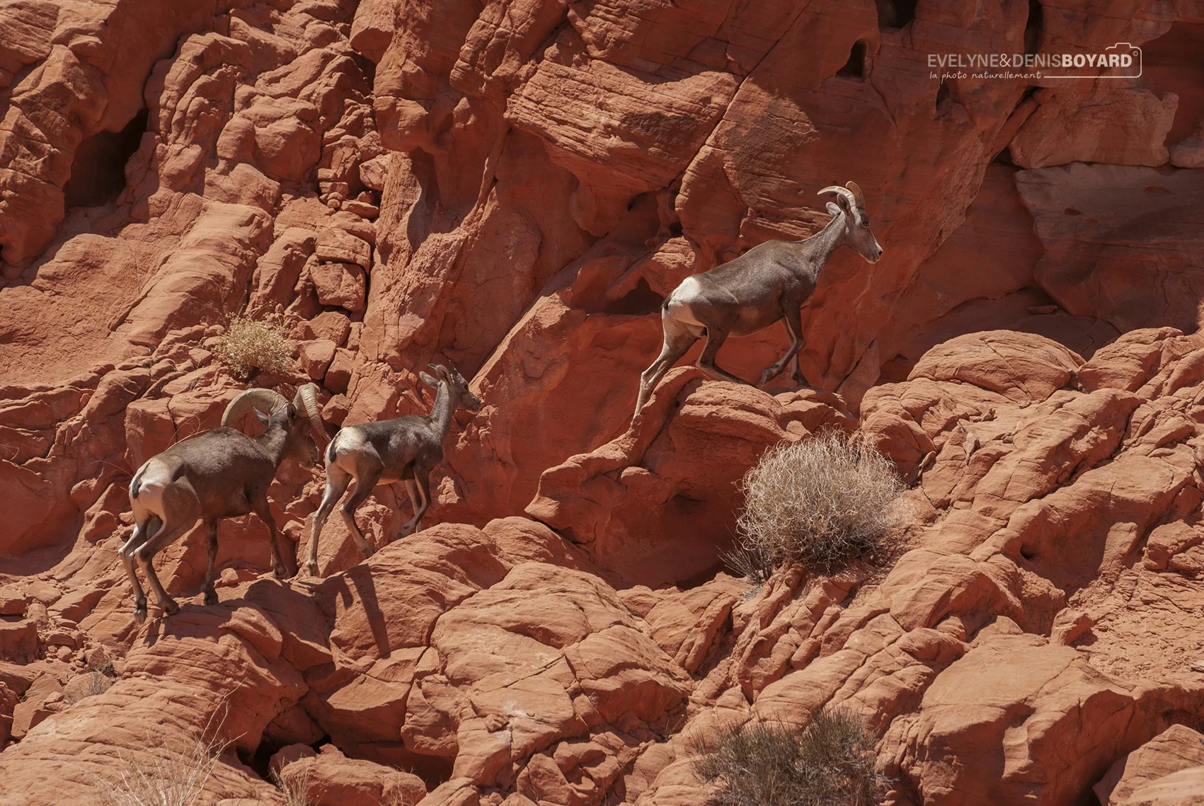 Mouflons canadiens dans la Vallée de Feu (Nevada).