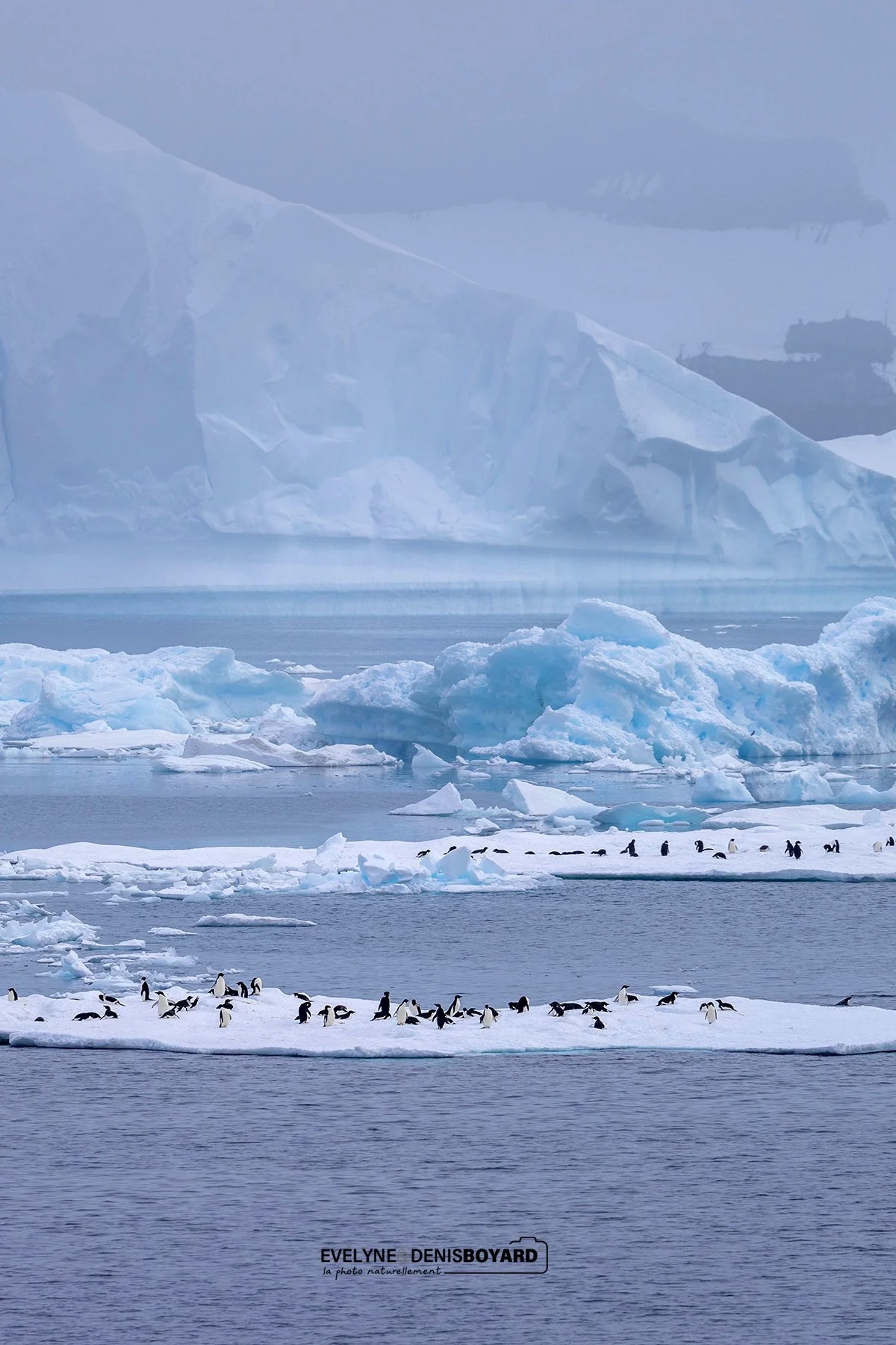 Manchots Adélie se regroupant sur des icebergs.
