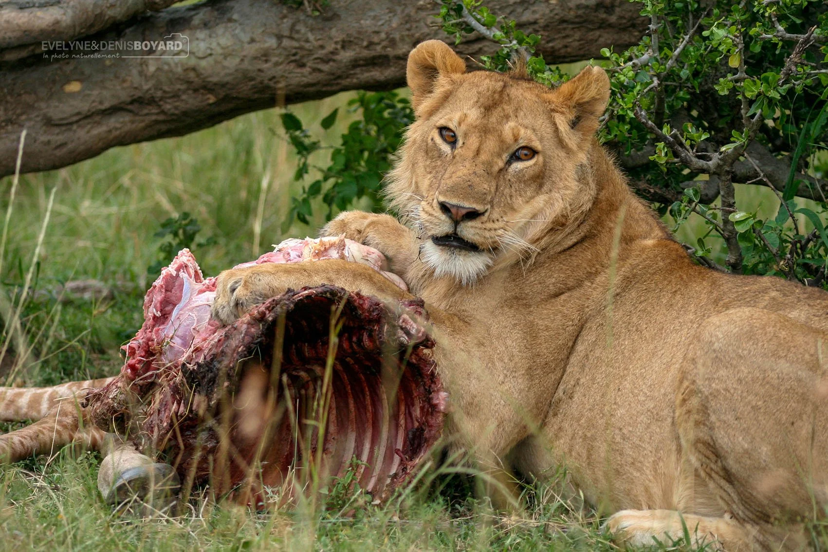 Un "kill" du lion.