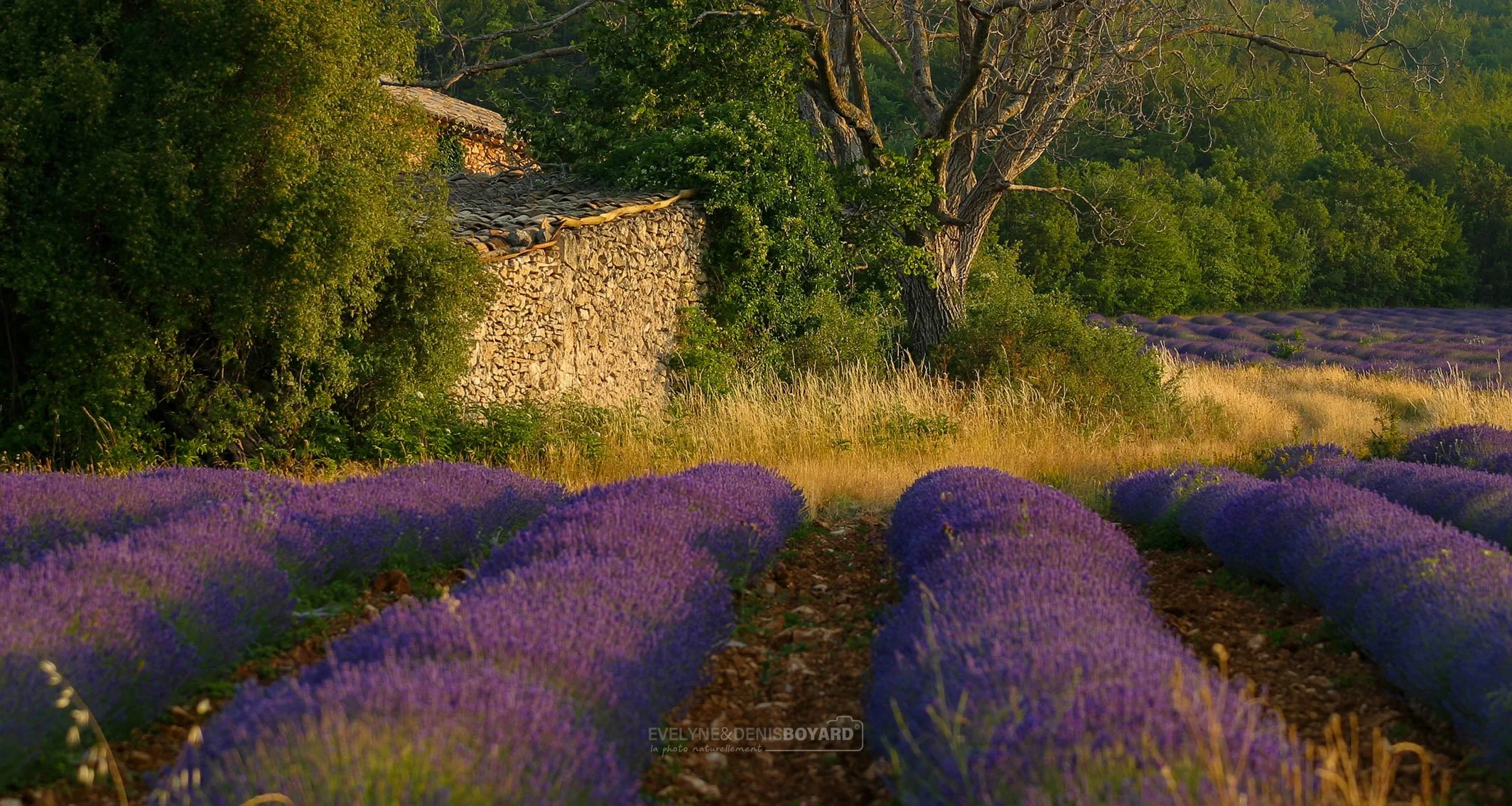 Champ de lavande devant un borie (Vaucluse).