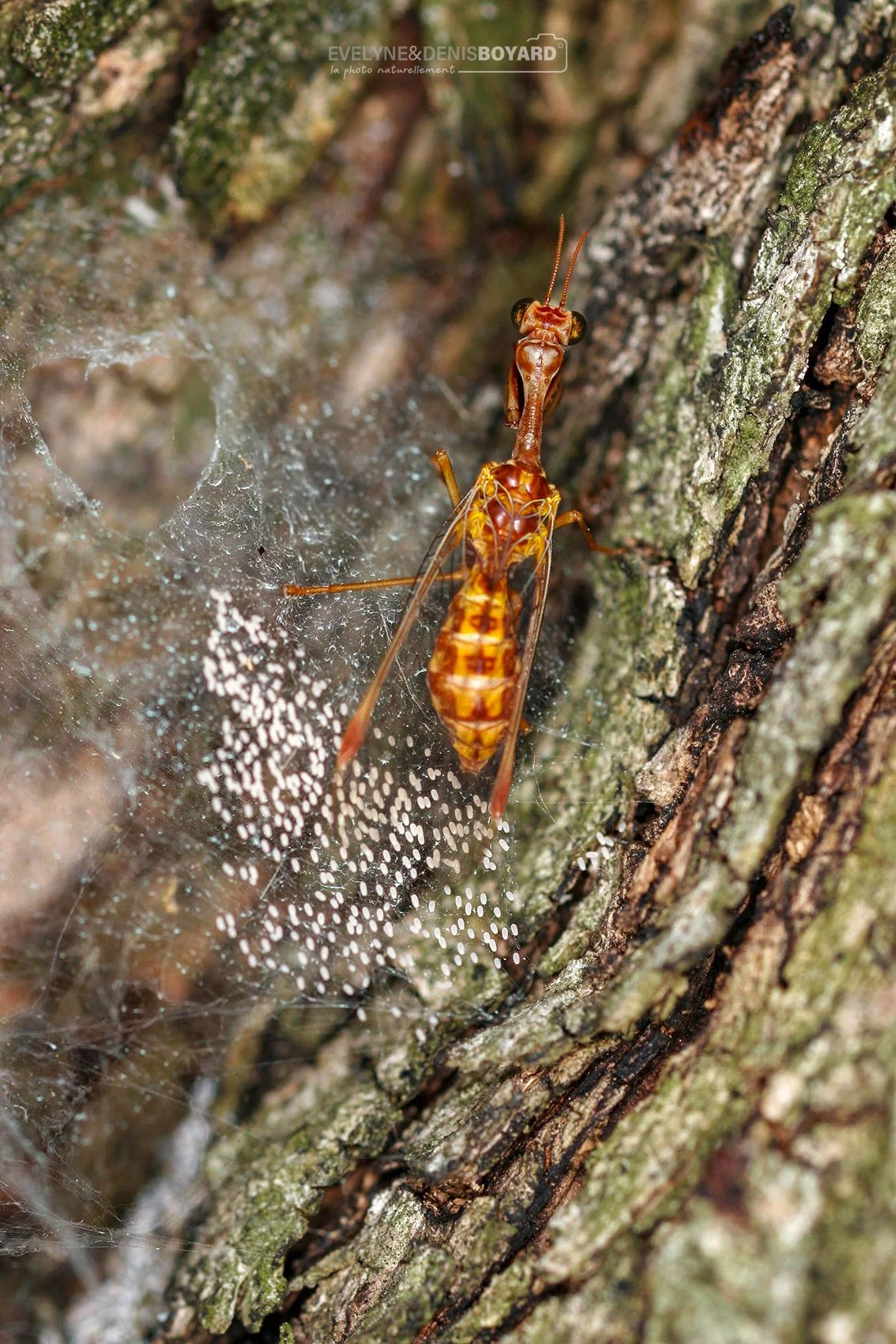 Mantispide en train de pondre. La larve dévore les œufs de certaines araignées.
