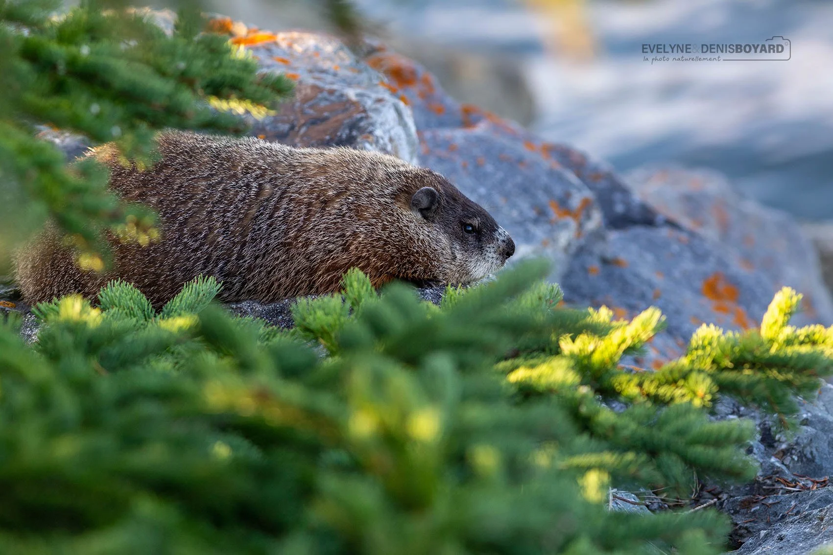 Marmotte commune canadienne.