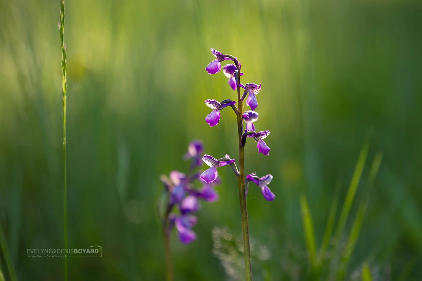 Orchis à fleurs lâches.