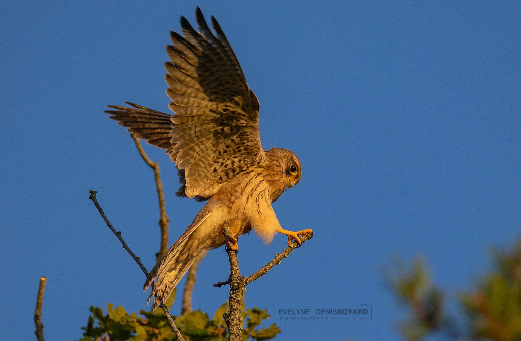 Faune : oiseaux