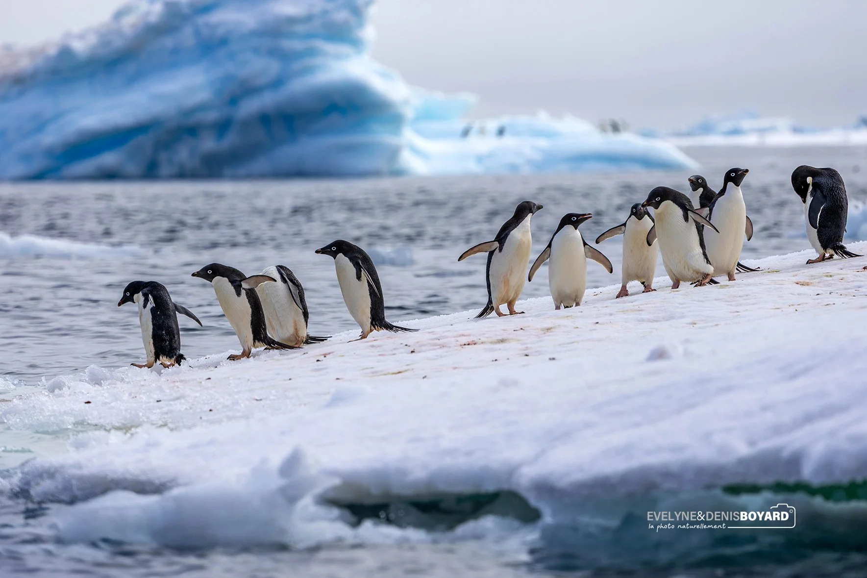 Manchots Adélie sur la glace, île Paulet, mer de Weddell.