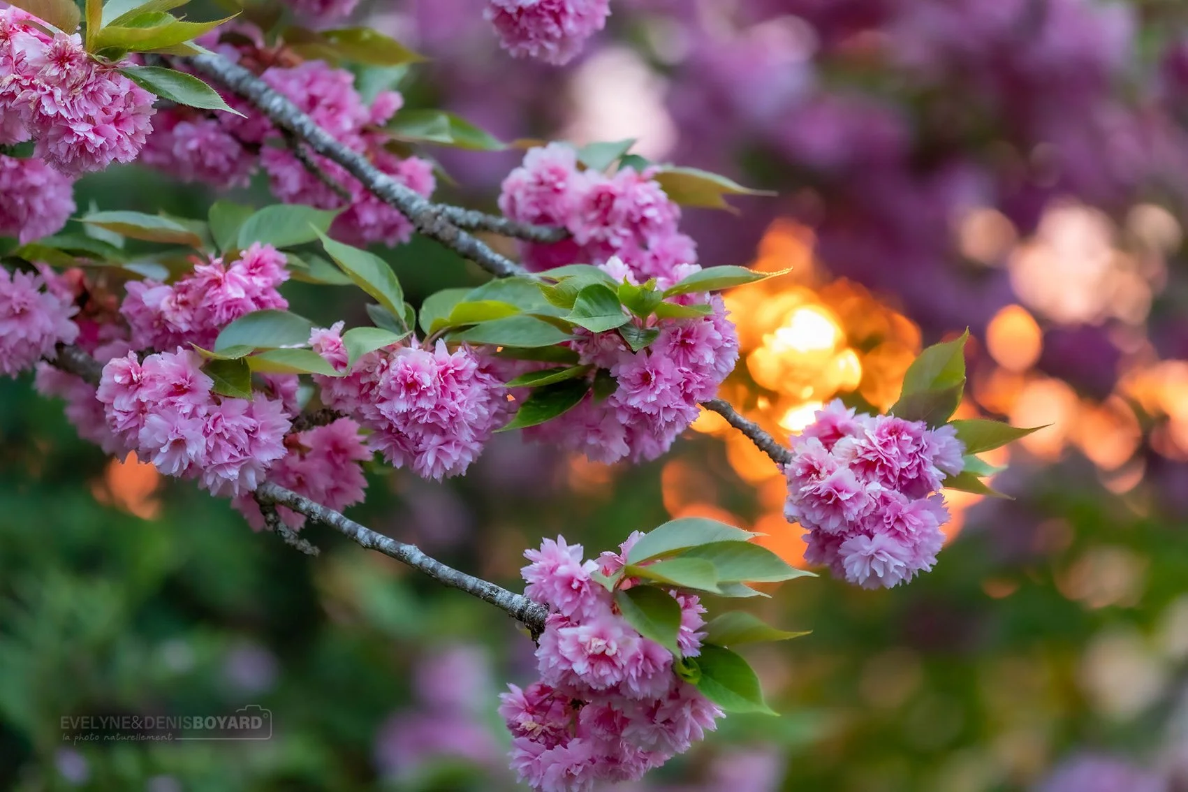Cerisiers-fleurs (prunus) au printemps.
