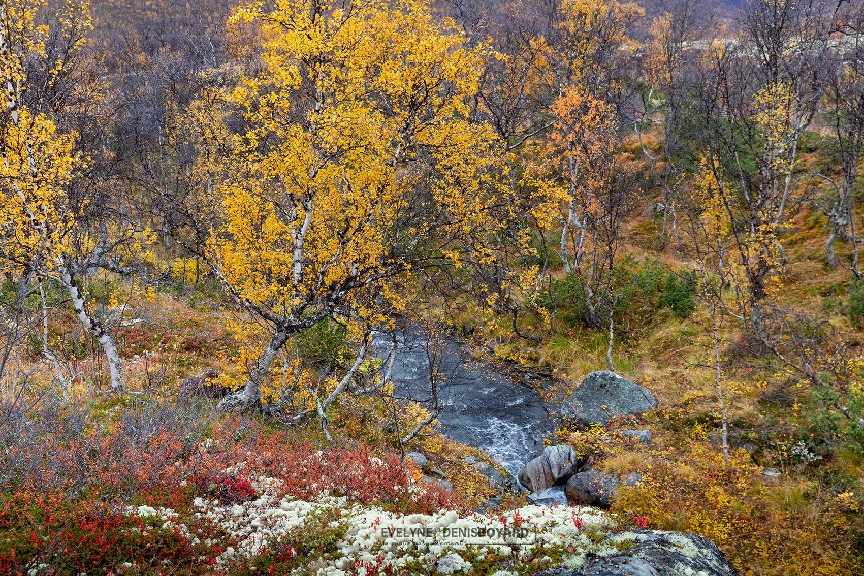 Impressionnisme de l'automne flamboyant dans le Parc national de Dovrefjell-Sunndalsfjella.
