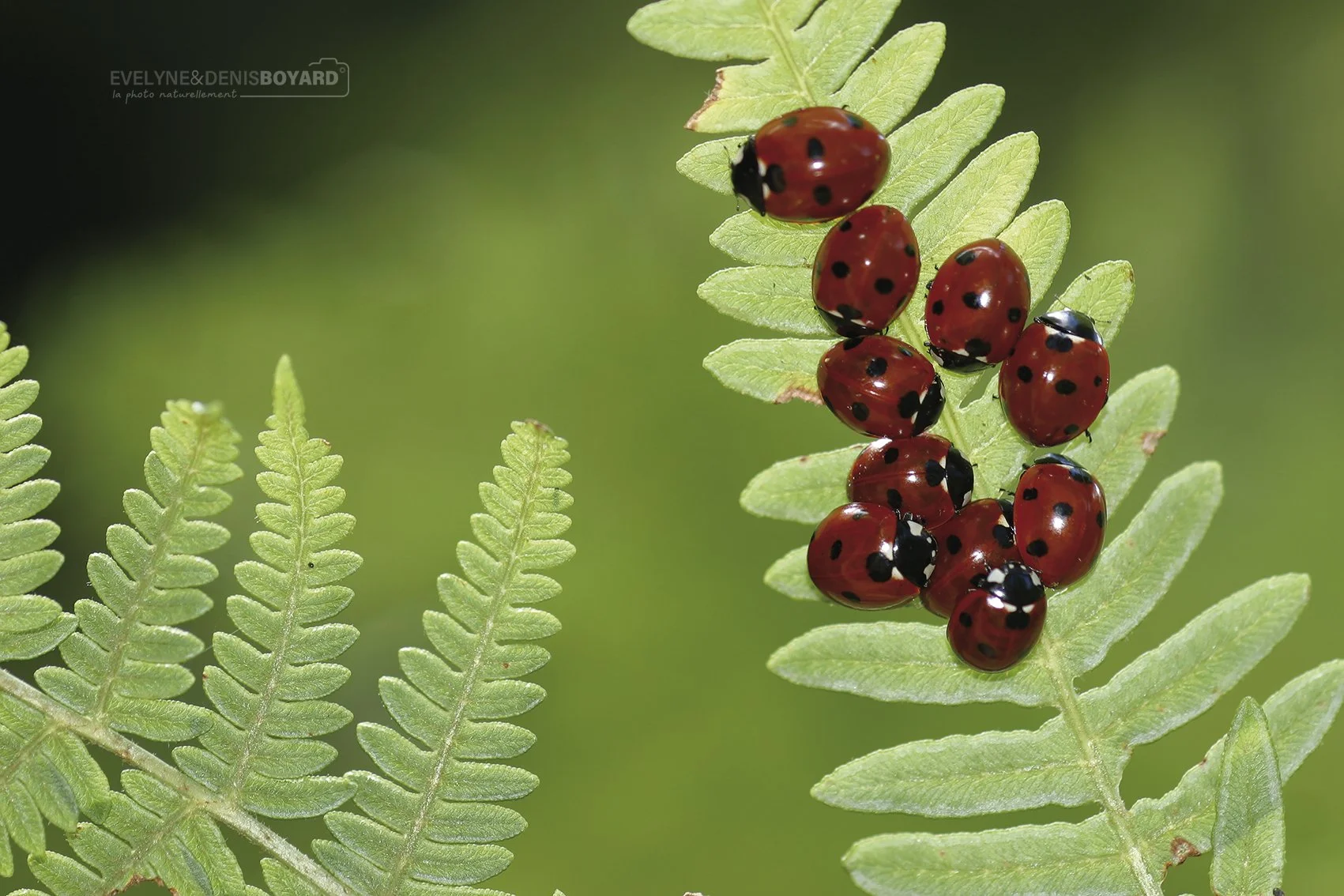 Rassemblement de coccinelles à points noirs.