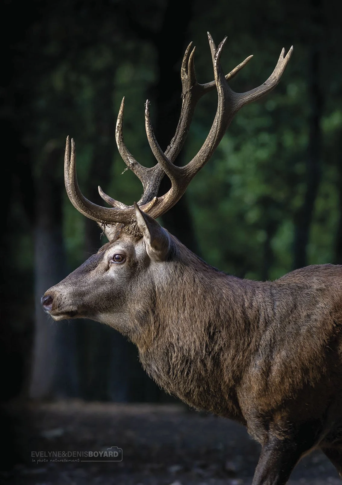 Cerf élaphe.
