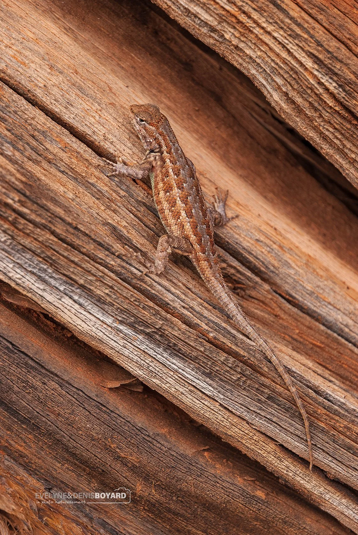 Mimétisme du lézard épineux (PN des Arches, Utah).