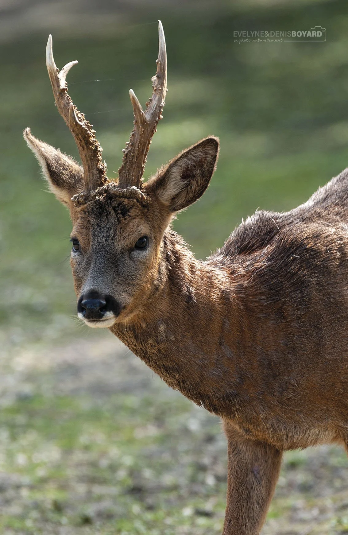 Portrait d'un brocard (chevreuil mâle).