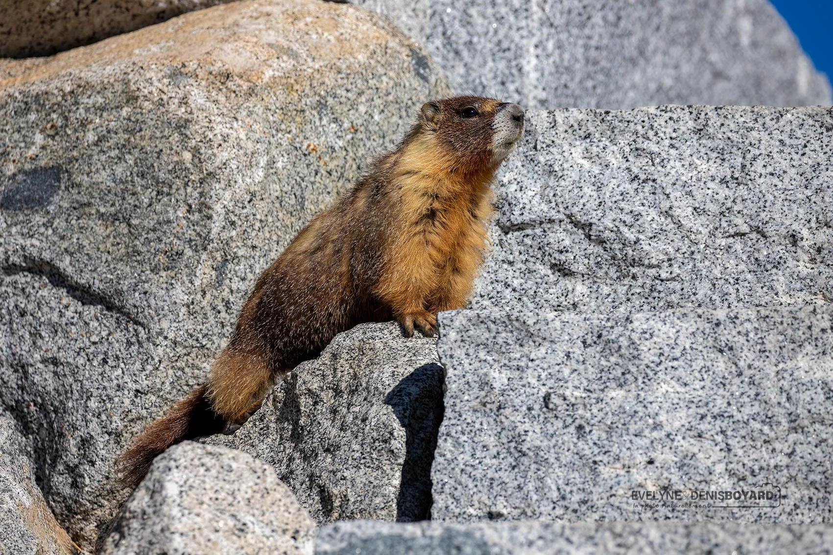 Marmotte à ventre jaune américaine.