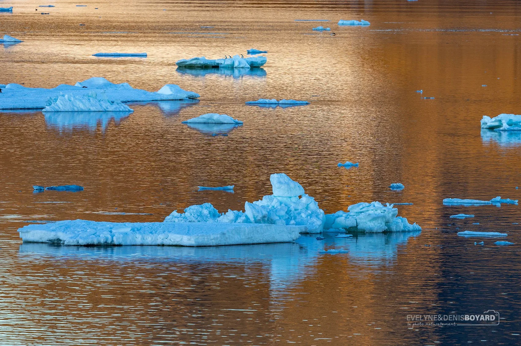 Blocs de glace dérivants au lever de soleil.