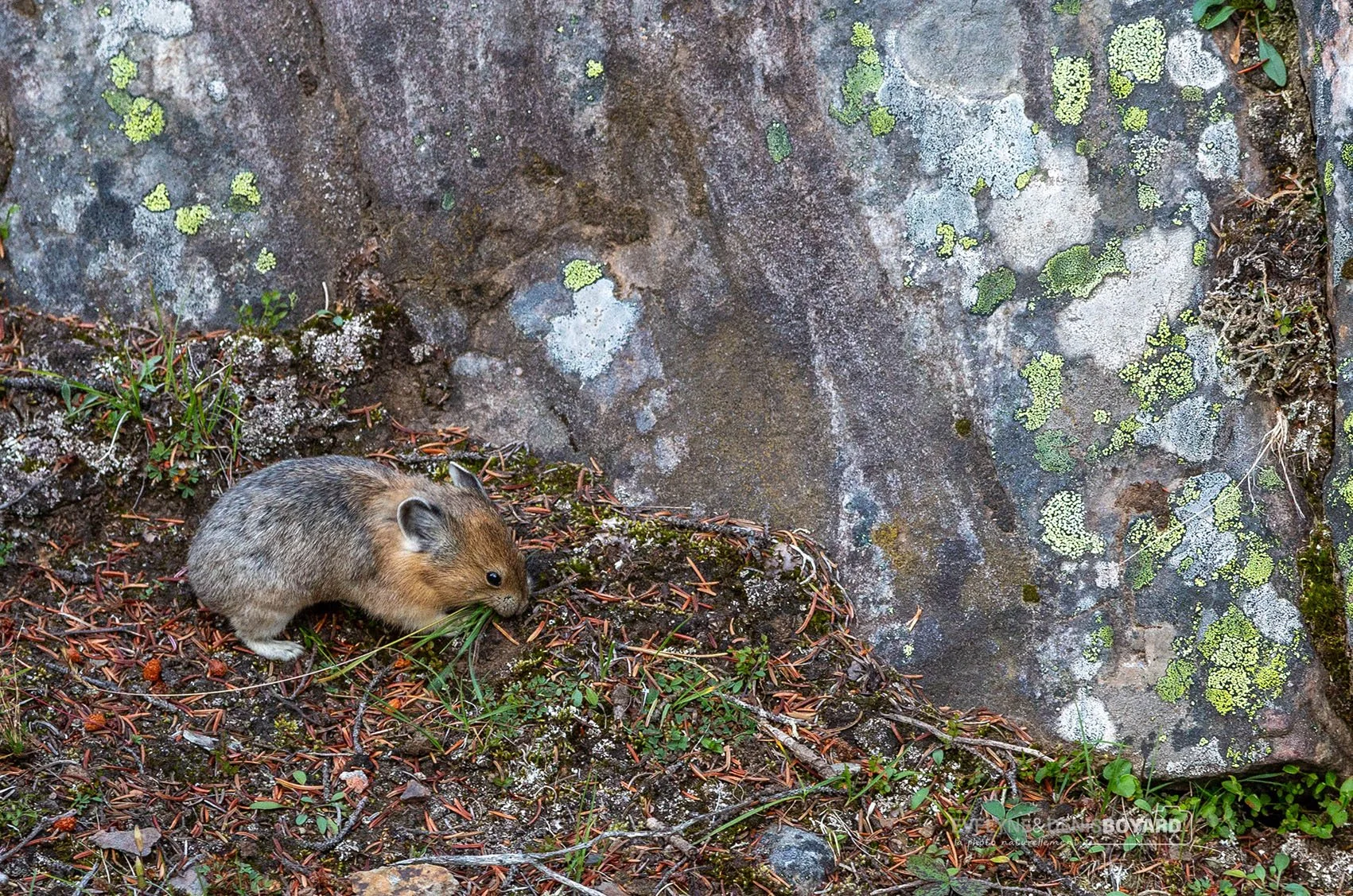 Pika préparant sa réserve d'hiver.