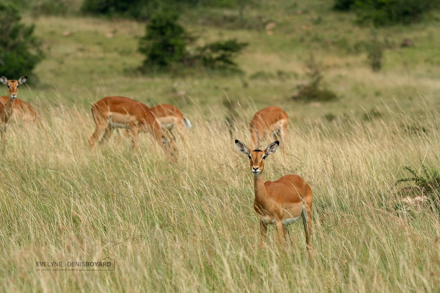 Gazelles impalas.