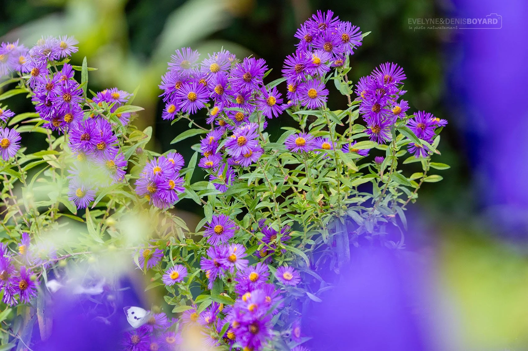 Massif d'asters.