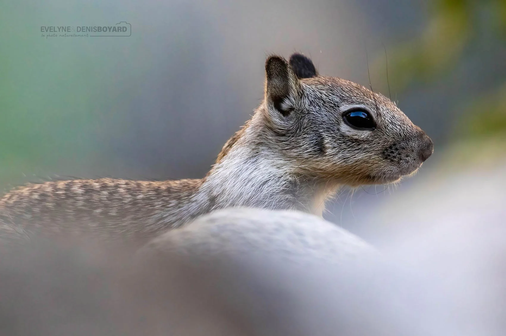 Portrait d'un écureuil gris américain.