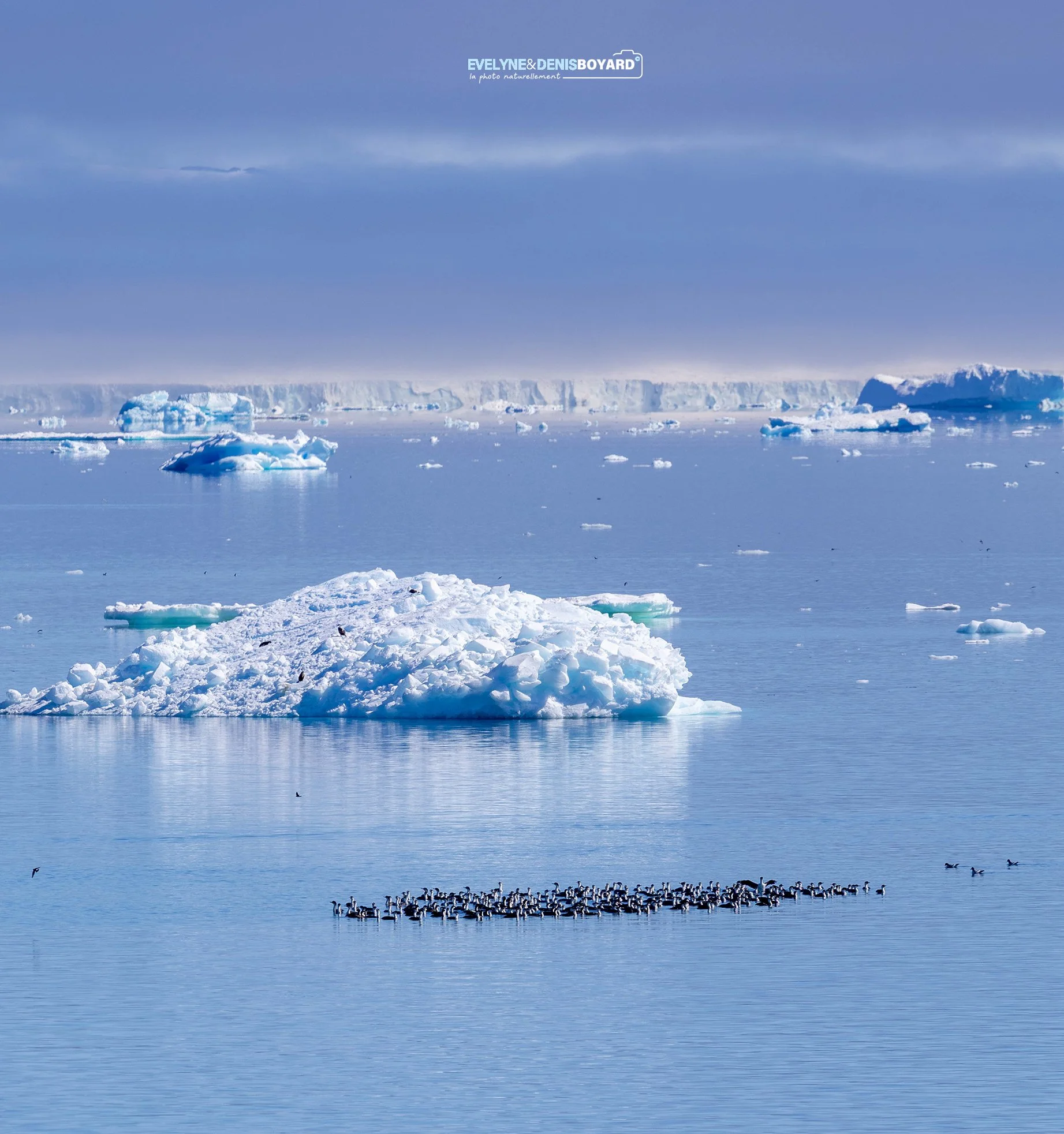 Pêche collective des cormorans antarctiques.